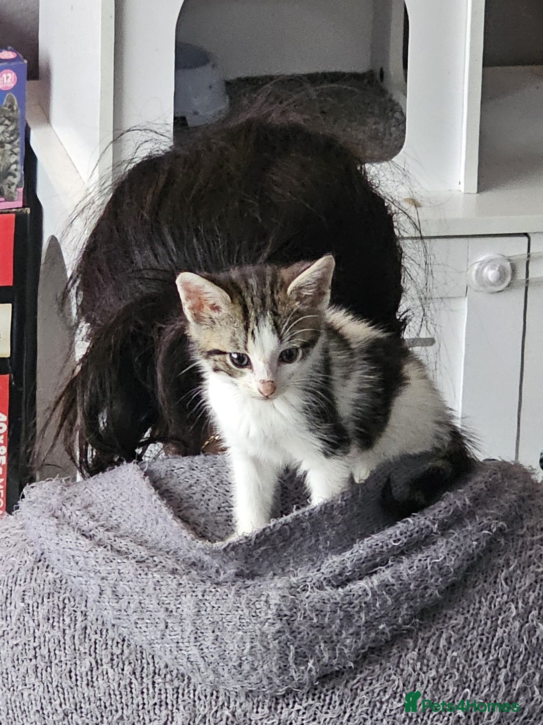 Mixed Breed cats for sale: Kittens ready for new homes - Image 8