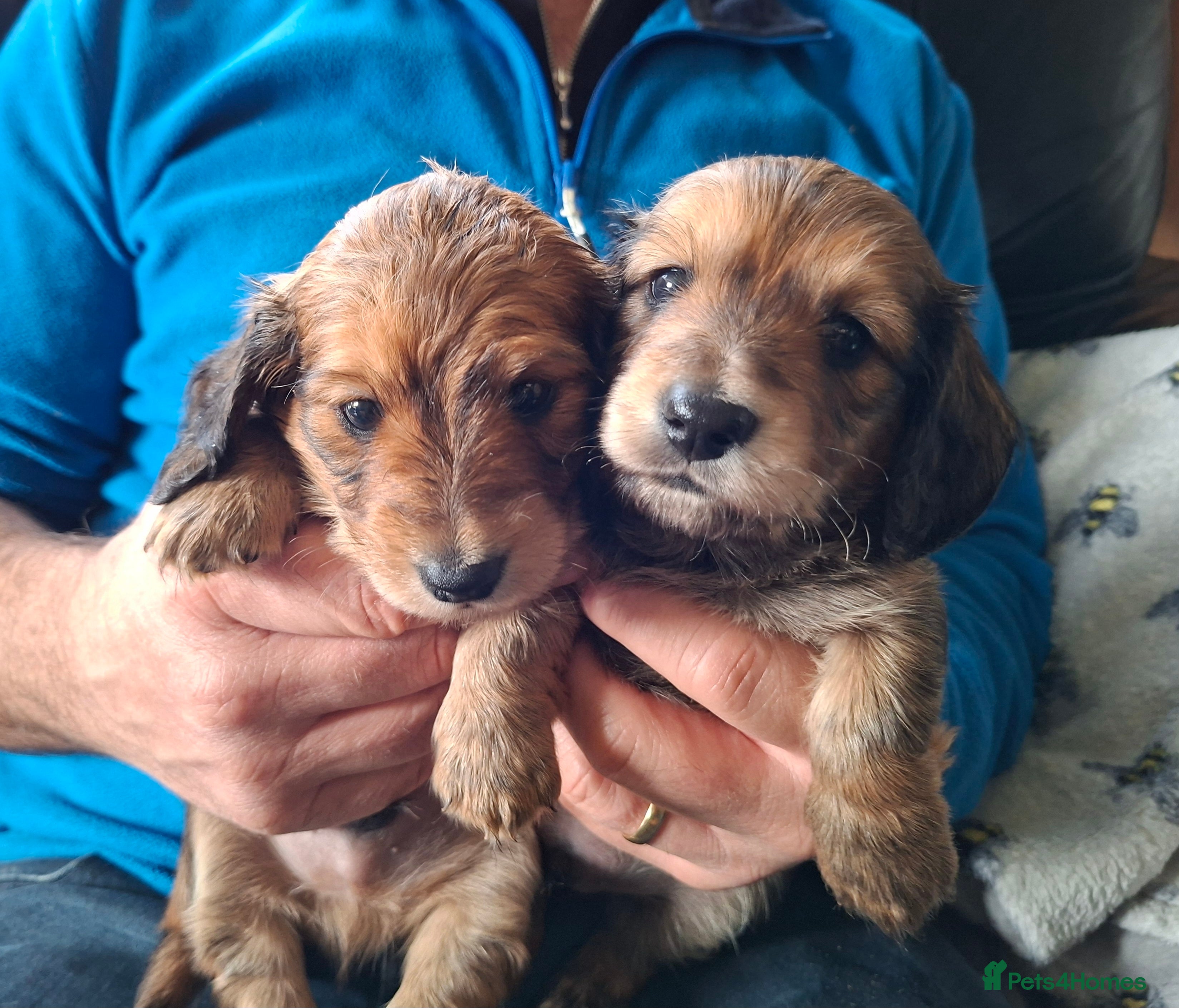 Miniature Dachshund dogs Long haired shaded cream miniature dachshunds  - Advert 8