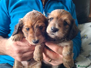 Miniature Dachshund dogs Long haired shaded cream miniature dachshunds - Advert 8