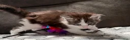 Maine Coon cats for sale: Xl Maine coon kittens health tested parents Tica R - Advert 4