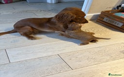 Cocker Spaniel dogs for sale: 🏆 KC Reg Working Cocker Spaniels – FTCH Line 🐾 - Image 18