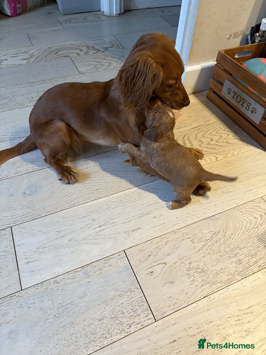 Cocker Spaniel dogs for sale: 🏆 KC Reg Working Cocker Spaniels – FTCH Line 🐾 - Image 18