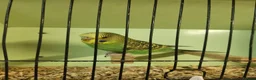 Budgerigars birds for sale: Love birds, java sparrows & paroletts  - Advert 13