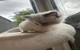 Mixed Breed cats for sale: Ragdoll & Siberian kittens - Image 2