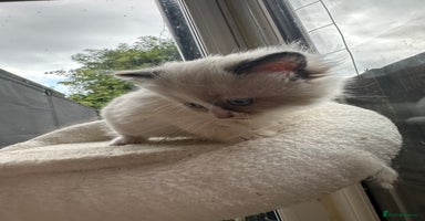 Mixed Breed cats - Advert 14