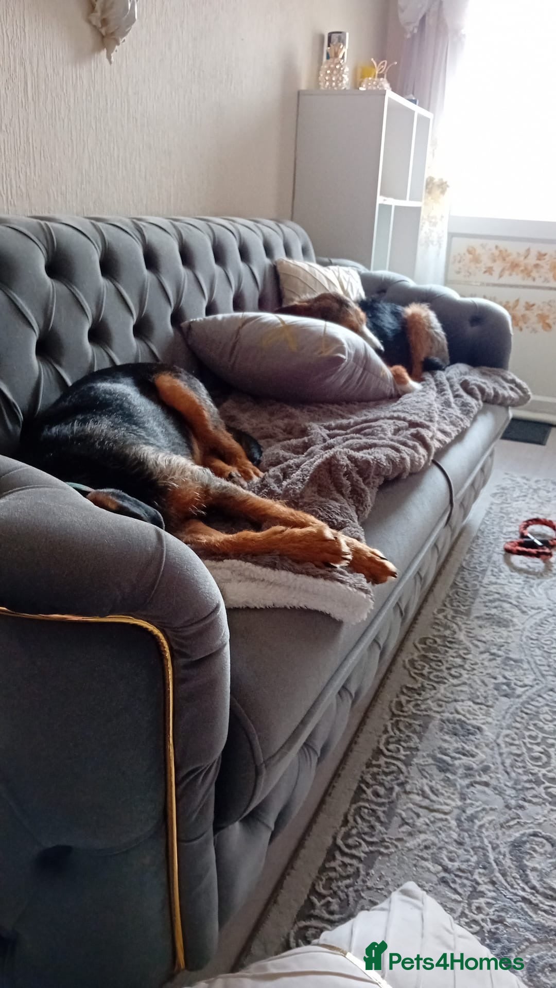 Mixed Breed dogs for sale: Ronnie & Reggie   - Advert 15