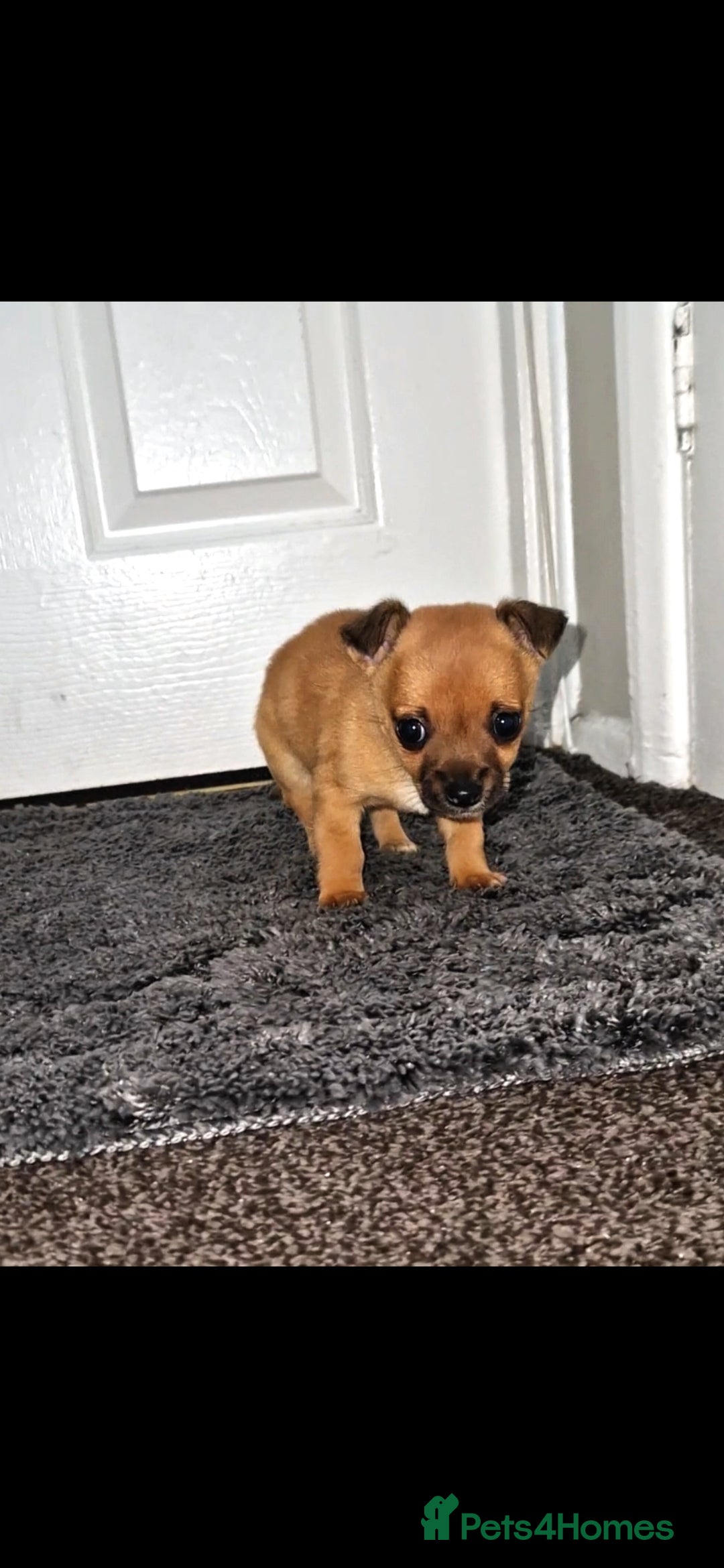 Mixed Breed dogs for sale: Adorable 9 weeks old male jackawawa puppy - Advert 12