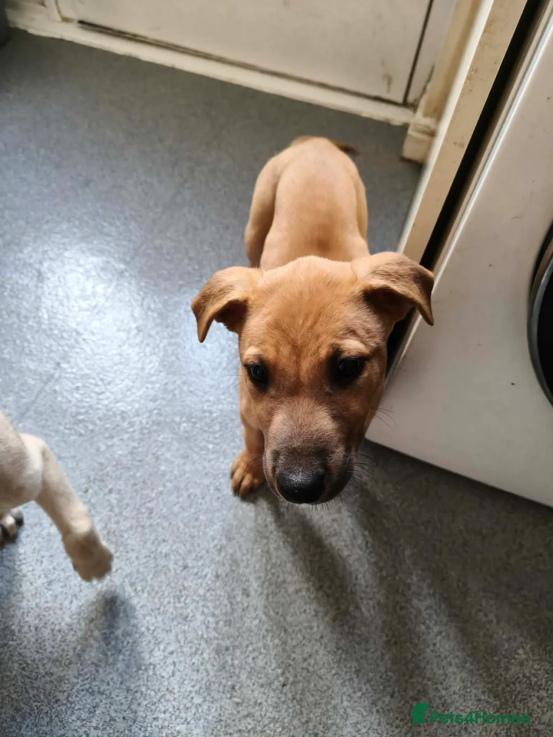 Lurcher dogs for sale: 2 lovely lurcher boys need new homes. in Burnley - Advert 7