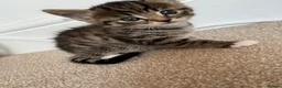 Mixed Breed cats for sale: Gorgeous kittens 🐱  - Advert 7