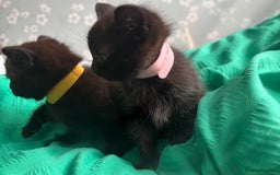 Ragdoll cats for sale: Beautiful ragdoll kittens - Image 3