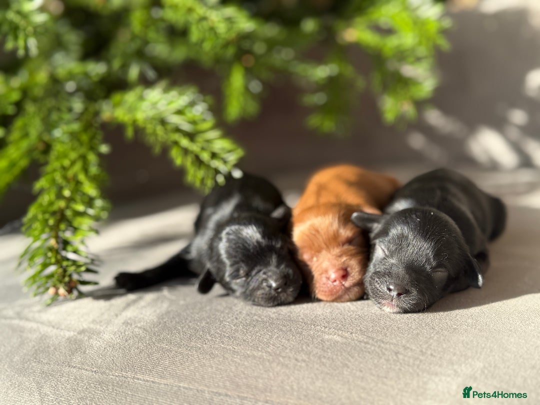 Cavapoo dogs for sale: 🧸teddy bear cavapoos 🧸 - Advert 6