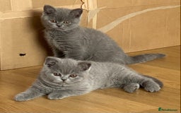 British Shorthair cats for sale: STUNNING, HEALTH TESTED PARENTS, BLUE BSH KITTENS in Burntwood - Image 2