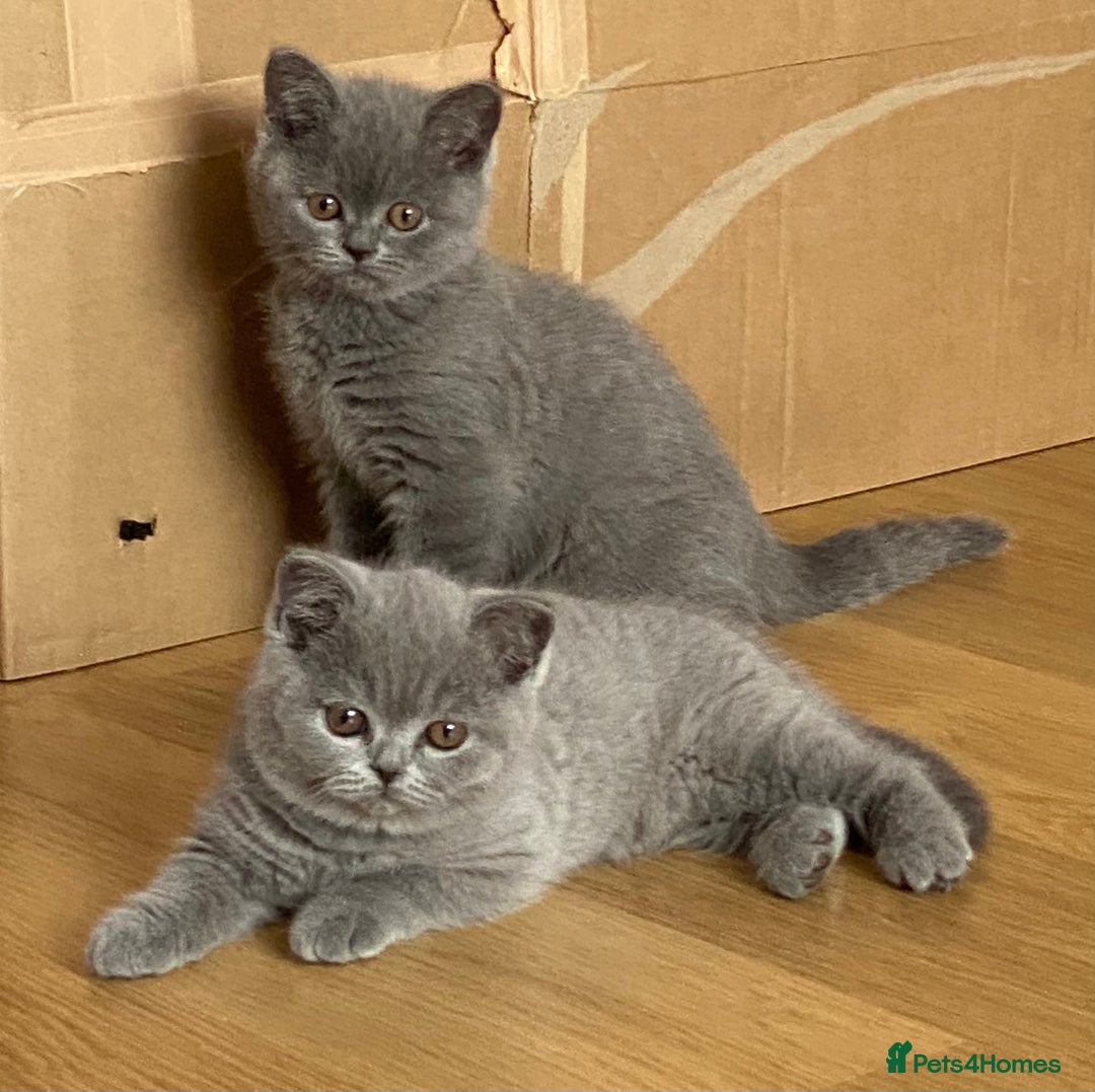 British Shorthair cats for sale: STUNNING, HEALTH TESTED PARENTS, BLUE BSH KITTENS in Burntwood - Image 2