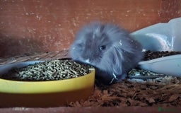 Mixed Breed rabbits for sale: Last Minilop, lionhead, mixed breed baby rabbits. - Image 13