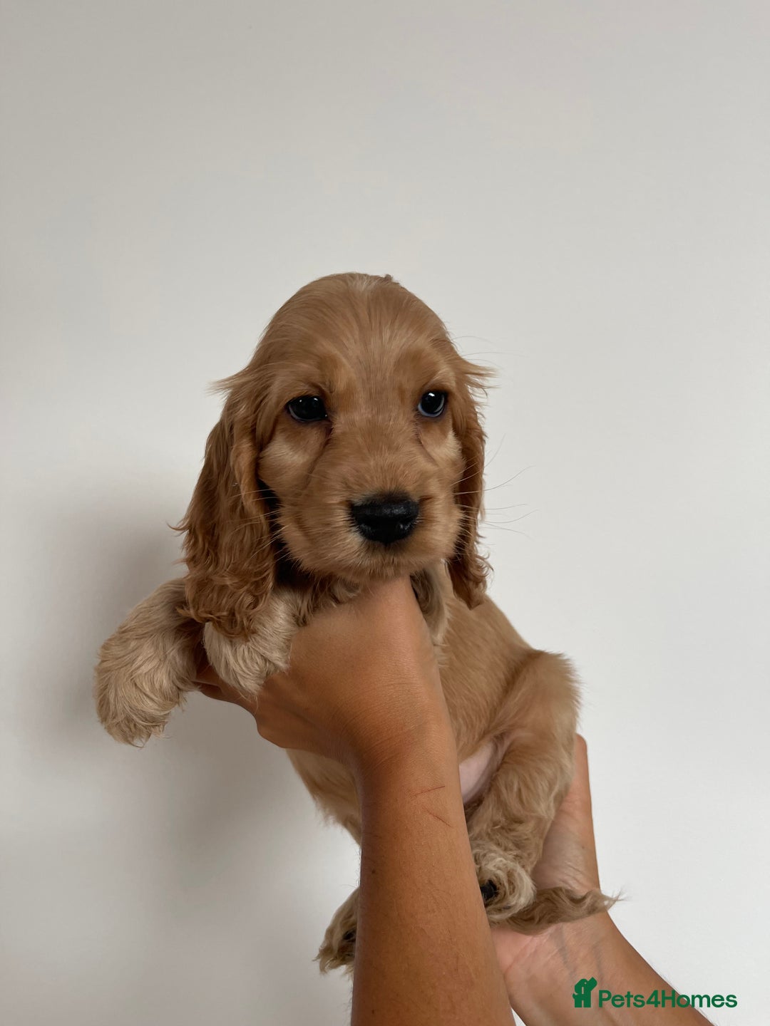 Cocker Spaniel dogs for sale: KC SHOW COCKER SPANIELS READY NOW - Image 11