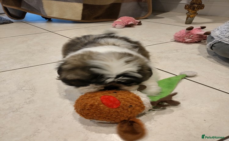 Shih Tzu dogs - Advert 1