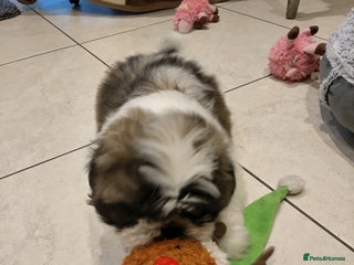 Shih Tzu dogs - Advert 1