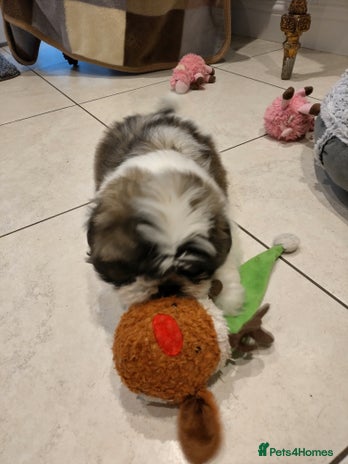 Shih Tzu dogs - Advert 1