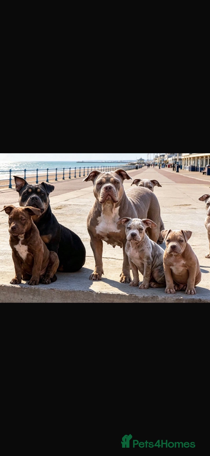 American Bully dogs Puppies for sale ABKC REGISTERED  - Advert 14