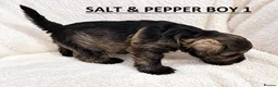 Miniature Schnauzer dogs for sale: 4 Beautiful KC Registered Puppies – 1 Girl, 3 Boys - Advert 13