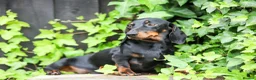Miniature Dachshund dogs for sale: 🐾 Gorgeous Miniature Dachshund Puppies 🐾 - Advert 7