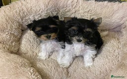 Yorkshire Terrier dogs for sale: York puppies for sale - Image 24