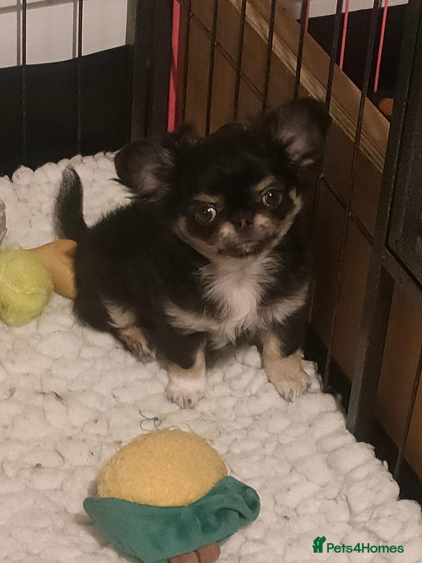 Chihuahua dogs Stunning long coat chihuahua puppy  - Advert 2