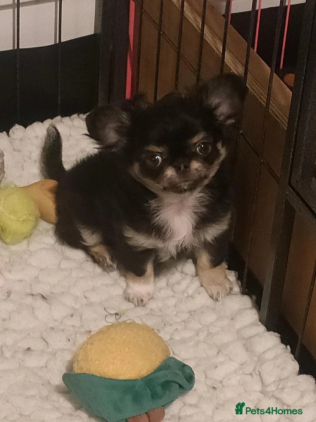 Chihuahua dogs for sale: Stunning long coat chihuahua puppy  - Advert 2