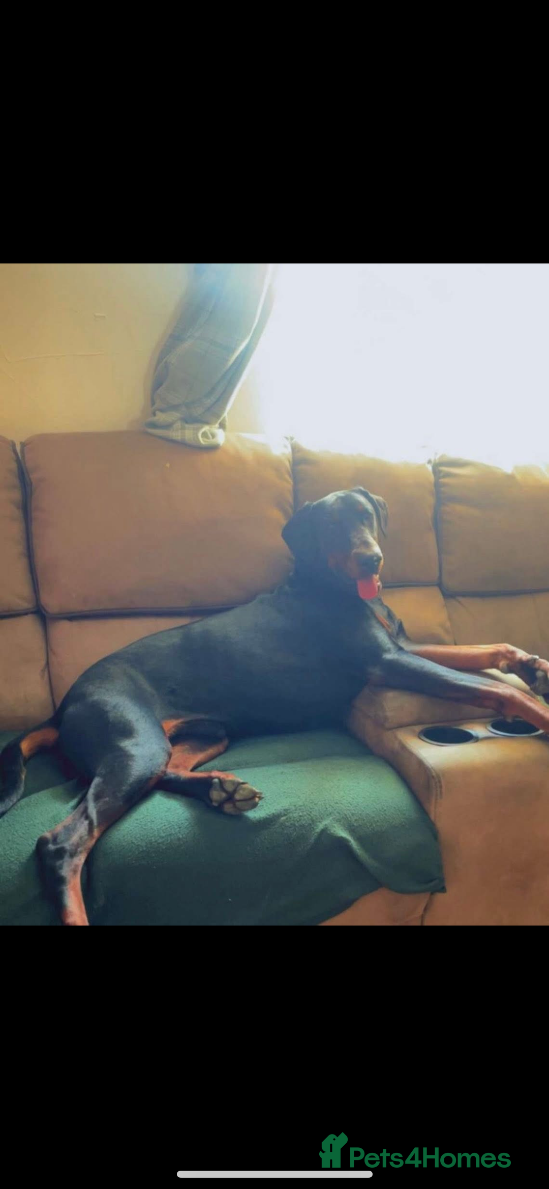 Dobermann dogs for sale: Doberman puppies for sale  - Image 5
