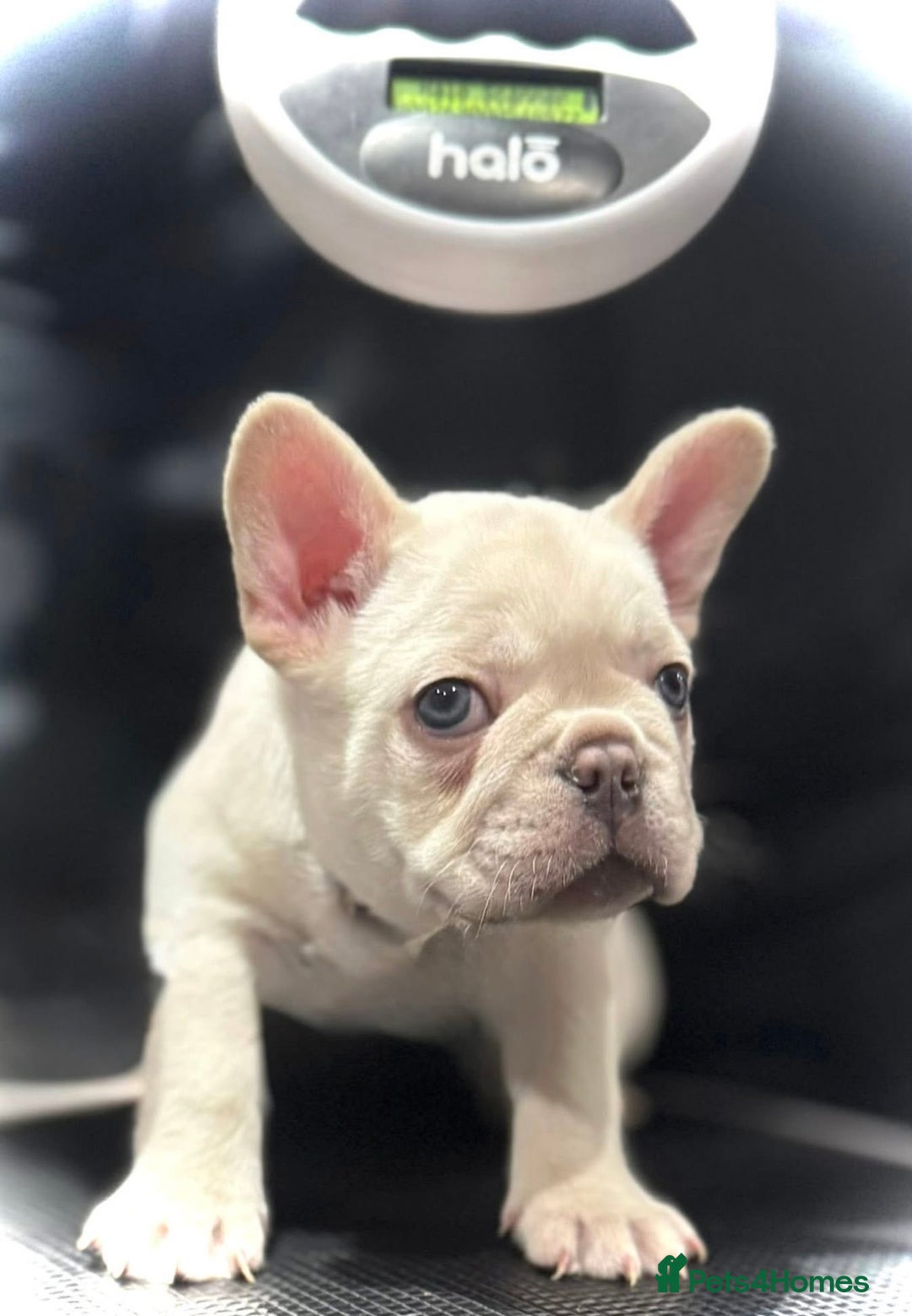French Bulldog dogs for sale: French fries due to leave 3rd January  - Advert 3