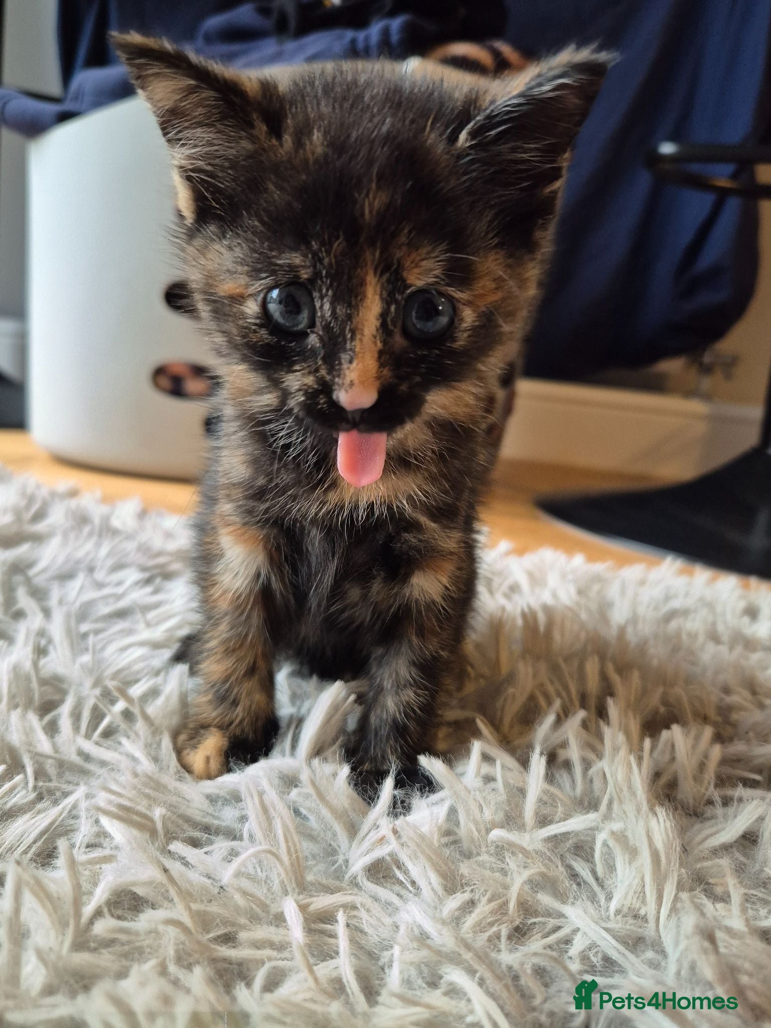 Mixed Breed cats Three female kittens - Advert 18