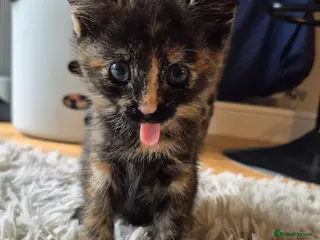 Mixed Breed cats Three female kittens - Advert 18