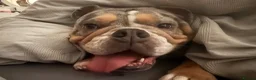 Mixed Breed dogs for sale: English bulldog X - Advert 6