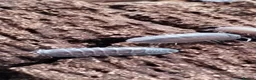 Isopods invertebrates for sale: Isopods Cubaris Ardentiella Sinodillo Spherillo  in Telford - Advert 7