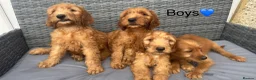 Goldendoodle dogs for sale: 🐾7 beautiful goldendoodles ready now🐾 - Advert 3