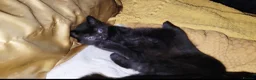 Bombay cats for sale: Adorable Black Kittens – Ready Now 🐾 in Cardiff - Advert 4