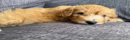 Maltipoo dogs for sale: Maltipoo puppies - Advert 16