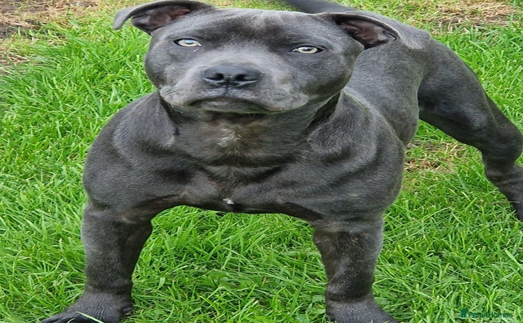 Staffordshire Bull Terrier dogs - Advert 1