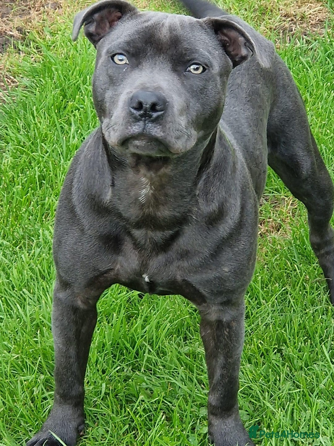 Staffordshire Bull Terrier dogs for stud: Blue staffy stud - Image 1