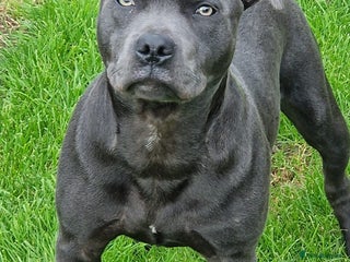 Staffordshire Bull Terrier dogs - Advert 19