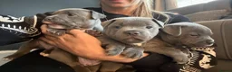 Staffordshire Bull Terrier dogs for sale: 3 Male Blue staff pups - Advert 1