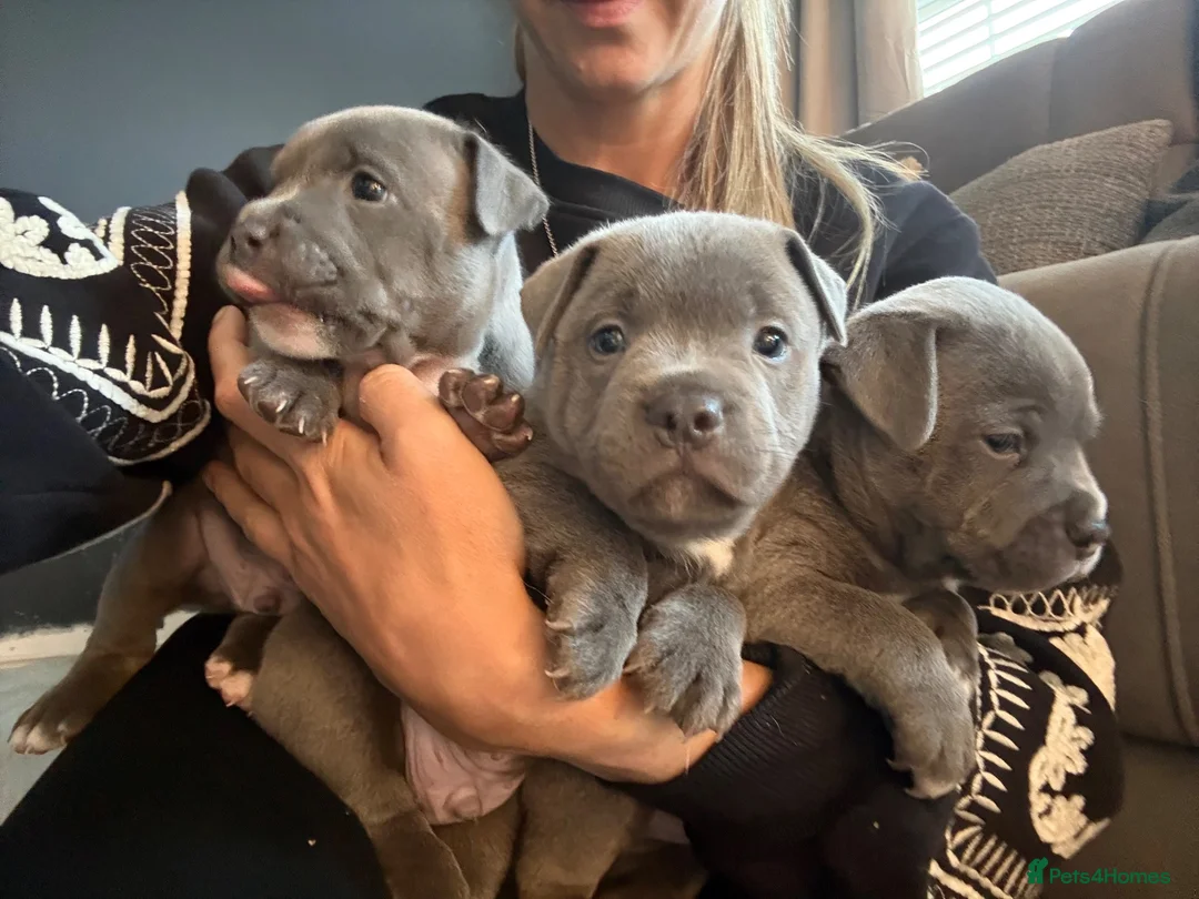 Staffordshire Bull Terrier dogs for sale: 3 Male Blue staff pups - Advert 1