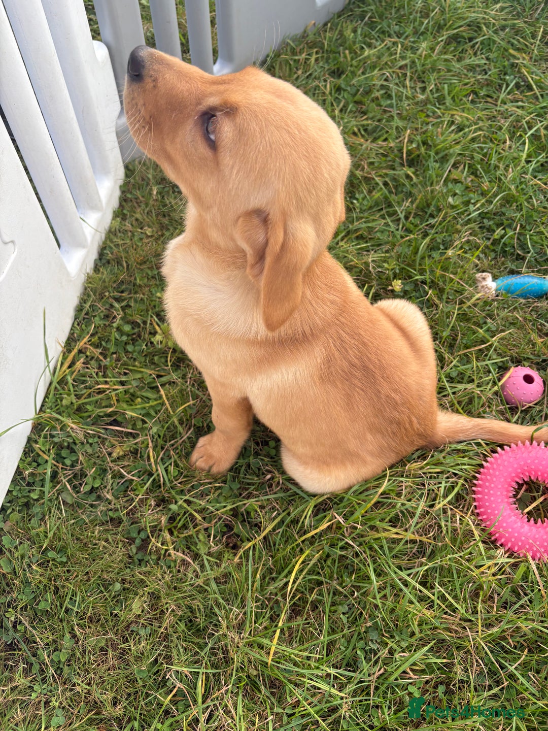 Labrador Retriever dogs for sale: Boy Labrador puppy  - Image 1