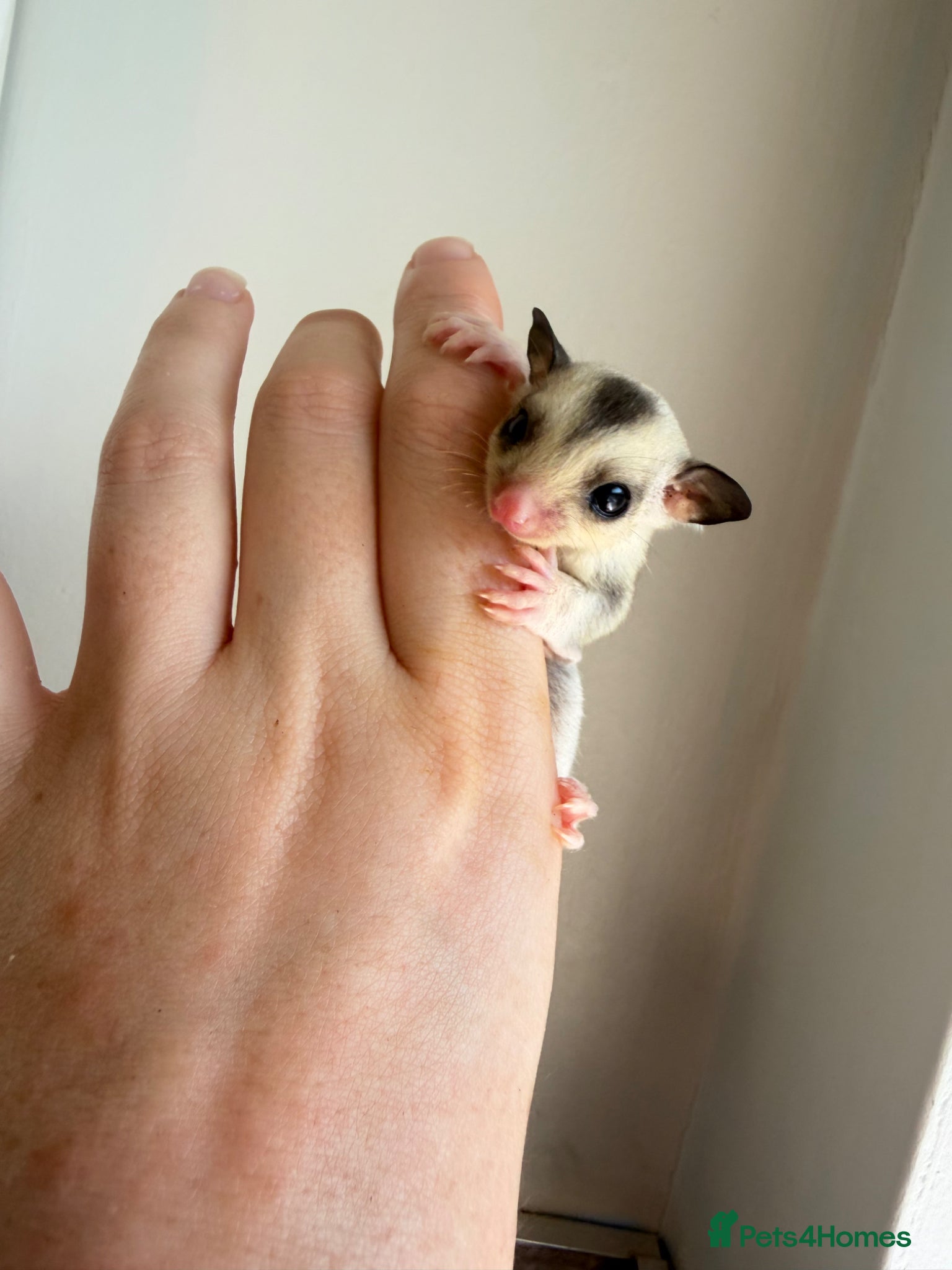 Sugar Glider rodents Sugar glider available  - Advert 6