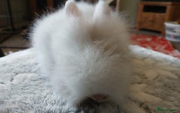 Lionhead rabbits for sale: Stunning DM Lionhead baby rabbits  - Image 8