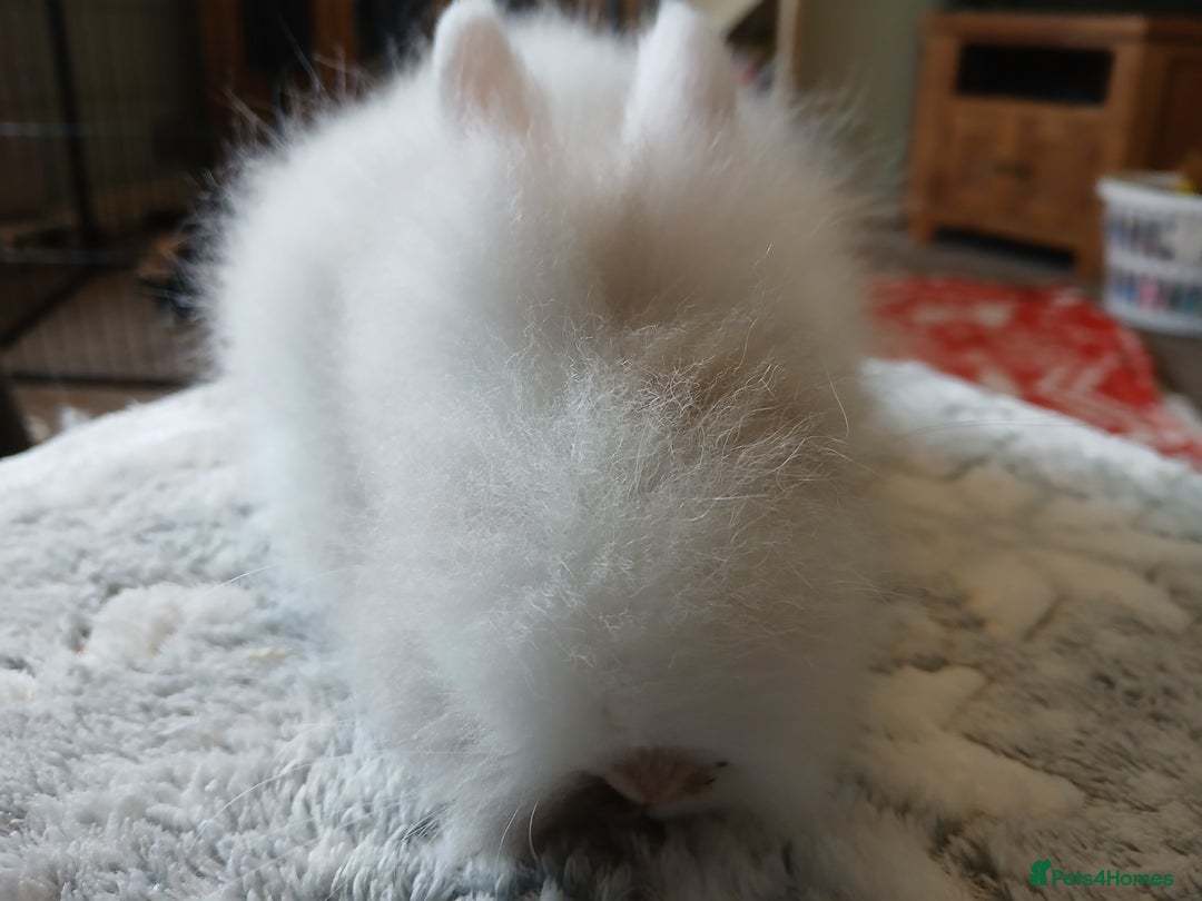 Lionhead rabbits for sale: Stunning DM Lionhead baby rabbits  - Image 8