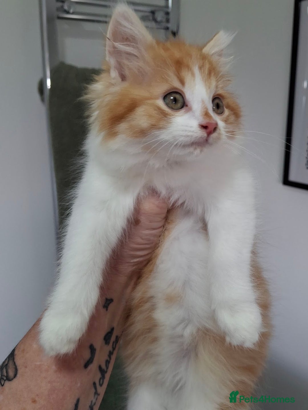 Maine Coon cats for sale: Beautiful Part Maine Coon/Ragdoll Long Haired Male - Advert 6