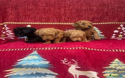 Cavapoo dogs for sale: F1B Cavapoo - Advert 3