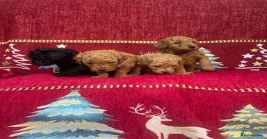 Cavapoo dogs F1B Cavapoo - Advert 2