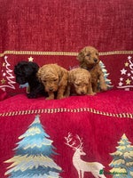 Cavapoo dogs F1B Cavapoo - Advert 2